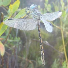 Ceratogomphus pictus