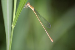 Leptobasis vacillans