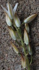 Ornithogalum juncifolium