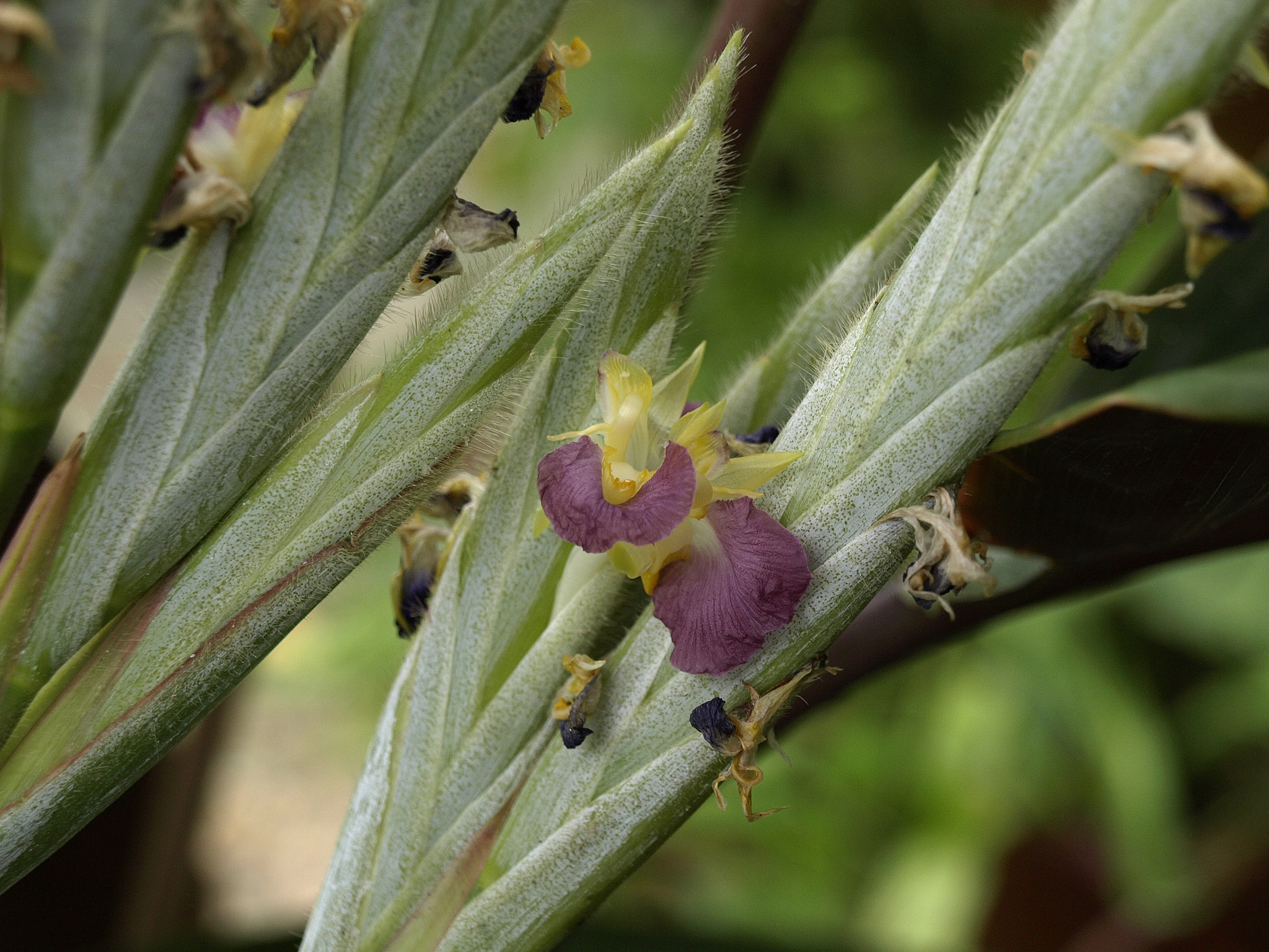 Pleiostachya pruinosa