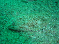 Barnardichthys fulvomarginata