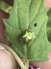 Charidotella succinea