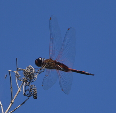 Tramea transmarina intersecta