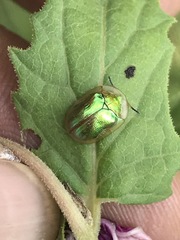 Charidotella succinea