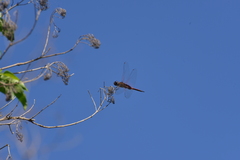 Tramea transmarina intersecta