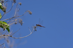 Tramea transmarina intersecta