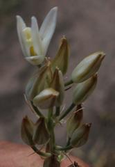 Ornithogalum juncifolium