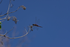 Tramea transmarina intersecta