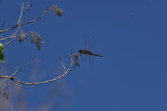 Tramea transmarina intersecta