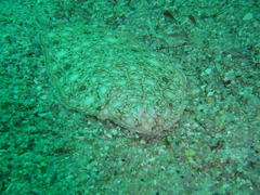 Barnardichthys fulvomarginata