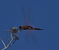Tramea transmarina intersecta