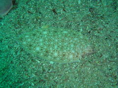 Barnardichthys fulvomarginata