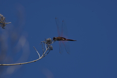 Tramea transmarina intersecta