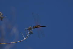 Tramea transmarina intersecta