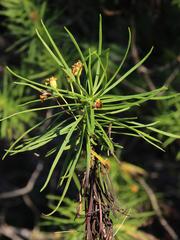 Euryops brevipapposus