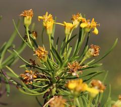Euryops brevipapposus