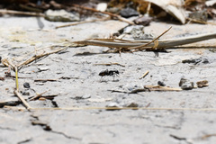 Camponotus japonicus