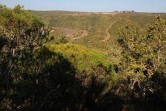 Euryops brevipapposus