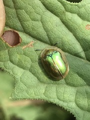 Charidotella succinea