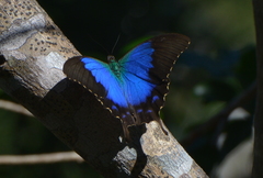 Papilio montrouzieri