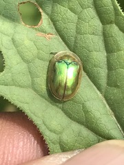 Charidotella succinea