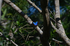Papilio montrouzieri