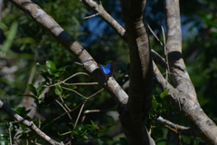 Papilio montrouzieri