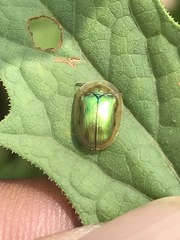 Charidotella succinea