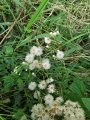 Erigeron acris droebachiensis