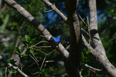 Papilio montrouzieri