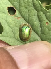 Charidotella succinea