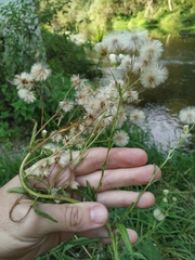 Erigeron acris droebachiensis