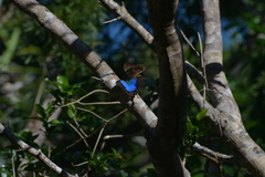 Papilio montrouzieri