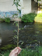 Erigeron acris droebachiensis