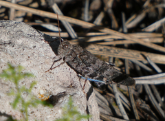 Trimerotropis cyaneipennis