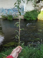 Erigeron acris droebachiensis