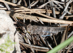 Trimerotropis cyaneipennis