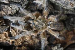 Harpactira gigas