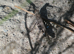 Trimerotropis cyaneipennis