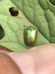 Charidotella succinea