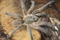 Harpactira gigas