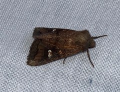 Parapamea buffaloensis