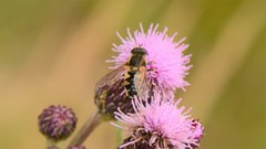 Helophilus lapponicus