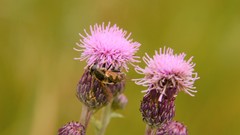 Helophilus lapponicus