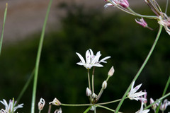 Allium rhizomatum