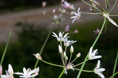 Allium rhizomatum