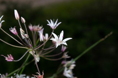 Allium rhizomatum