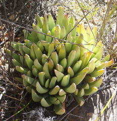 Machairophyllum albidum