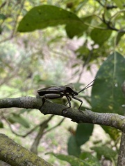 Pachylis heteropus