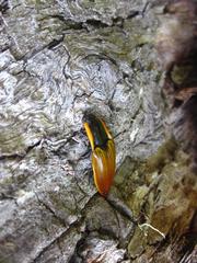 Semiotus luteipennis